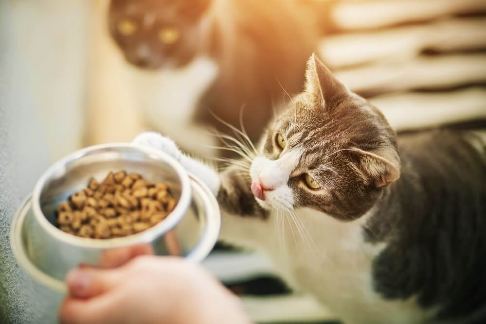Hypoallergenic Cat Food
