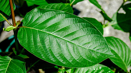 kratom pills

