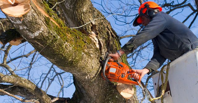 Tree Trimming Service